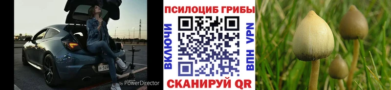цена наркотик Малмыж OMG онион Галлюциногенные грибы MAGIC MUSHROOMS